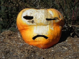 Alien 8 days later, Nipomo Pumpkin Patch best carving idea
